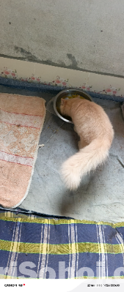 পার্সিয়ান ডাবল কোট